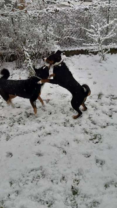 Fotochallenge 61 ~ Schnee-Beitrag-Bild