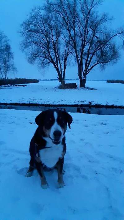 Dogorama Foto Challenge - Dämmerung-Beitrag-Bild