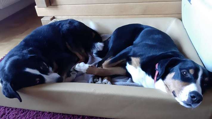 BIG LOVE :) mit 2 Hunden❣️-Beitrag-Bild