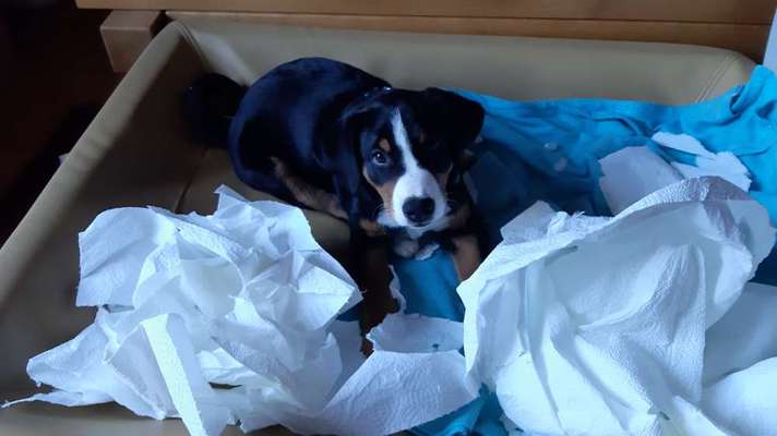 Dogorama Foto Challenge - Erwischt-Beitrag-Bild