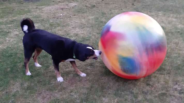 Fotochallenge Nr 96.: Bunt, Bunter, Hund 💐🌹🍁-Beitrag-Bild