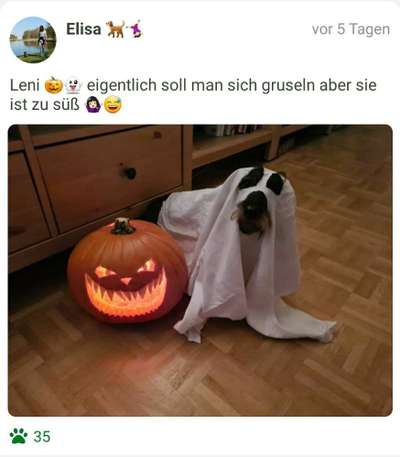 Fotochallange Nr.53 "HALLOWEEN"-Beitrag-Bild