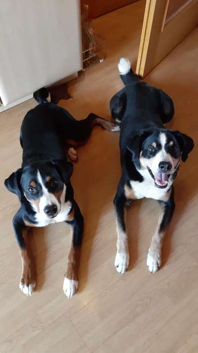 Seltene Rassen!-Beitrag-Bild