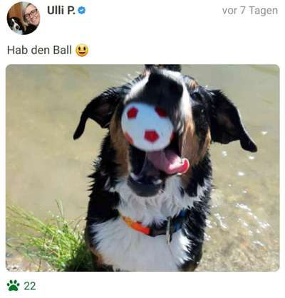 43. Fotochallenge-Zeigt mir eure Ball oder Frisbee verrueckten Hunde-Beitrag-Bild