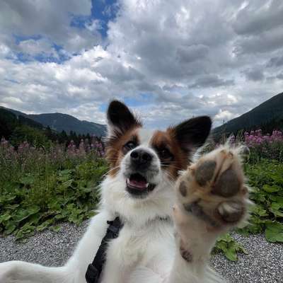 Hundetreffen-Gassipartner-Bild