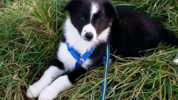 Welpen Bilder !-Beitrag-Bild