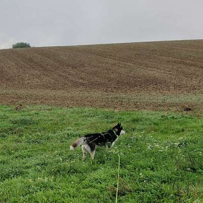 Hundetreffen-Gassi und/oder Spielen-Bild