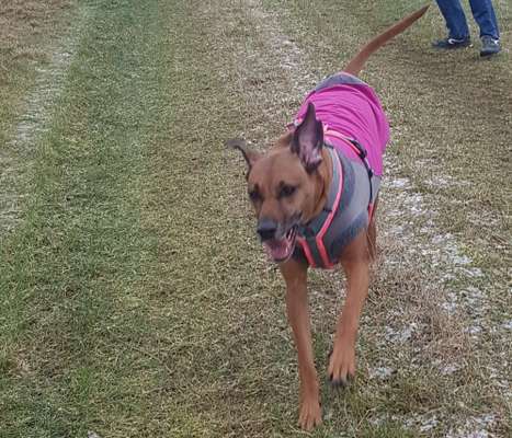 Rhodesian Ridgeback-Beitrag-Bild