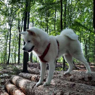 Nordische Hunde-Beitrag-Bild