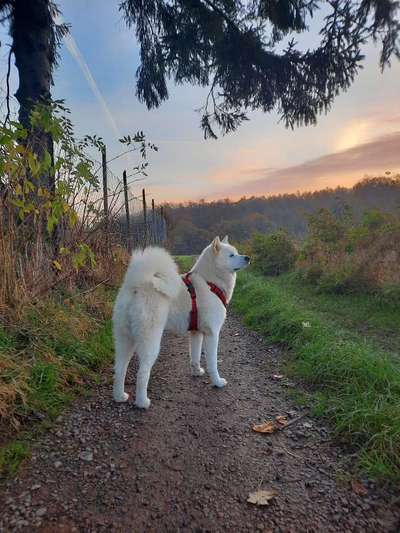 Nordische Hunde-Beitrag-Bild