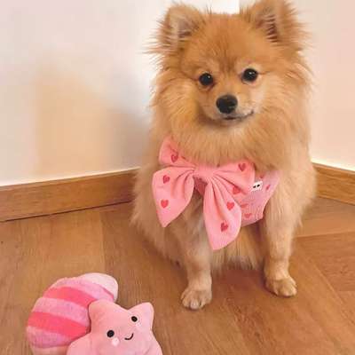 Hundetreffen-Spielen und Gassi gehen-Bild