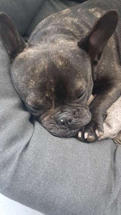 Lieblingsbild von euren Hunden?-Beitrag-Bild