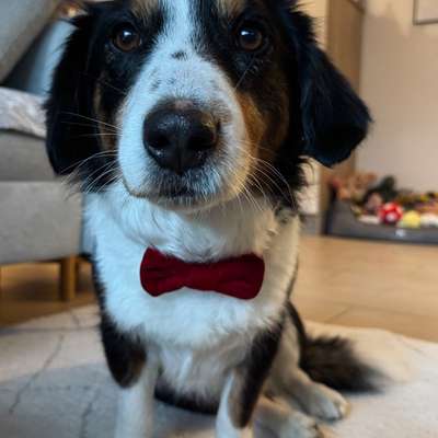 Hundetreffen-Gassikumpels gesucht :)-Bild