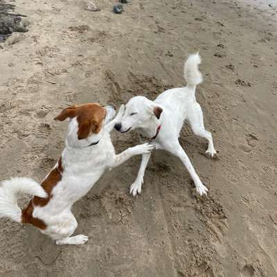 Hundetreffen-Gegenseitige Hundebetreunung-Bild