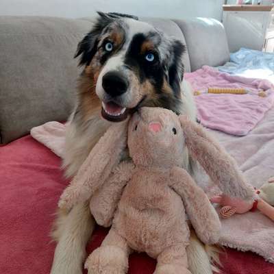 Fotosammlung: ,,Der natürliche Hund" Unbearbeitet, ungestellt und in Natura-Beitrag-Bild