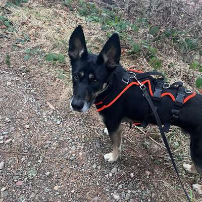 Hundetreffen-Spaziergänge oder Playdates im Garten-Bild