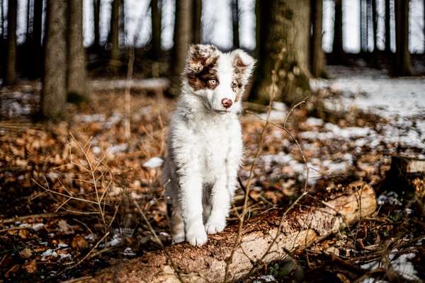 Fotochallenge No. 26                                     Wald und Wiese-Beitrag-Bild