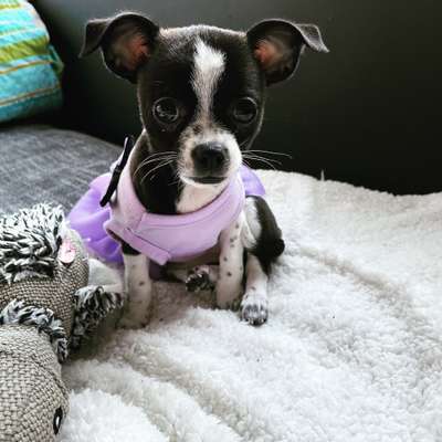 Foto's und Hundemodels-Beitrag-Bild