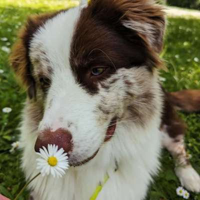 Hundetreffen-Social Walk mit aufgedrehtem Junghund-Bild