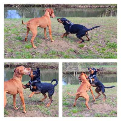 Hundetreffen-Suche Spielpartner-Bild