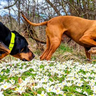 "Wege zur Freundschaft" (Ulli Reichmann)-Beitrag-Bild
