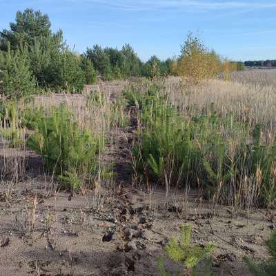 "Wege zur Freundschaft" (Ulli Reichmann)-Beitrag-Bild