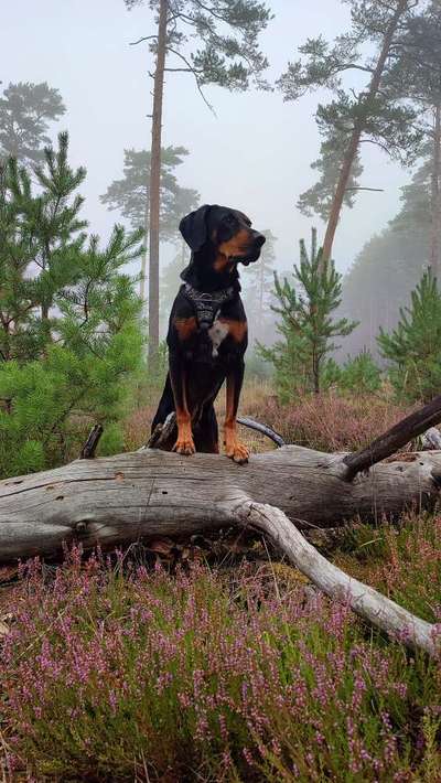 Bracke und Bracke-Mix nicht jagdlich geführt-Beitrag-Bild