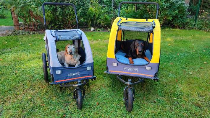 hundehänger fürs Rad?-Beitrag-Bild