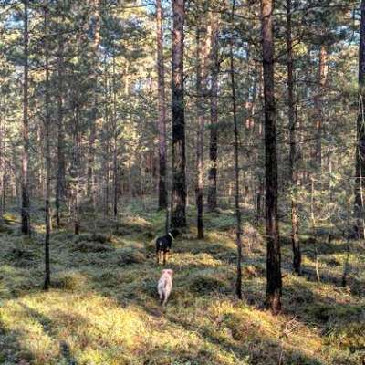 "Wege zur Freundschaft" (Ulli Reichmann)-Beitrag-Bild