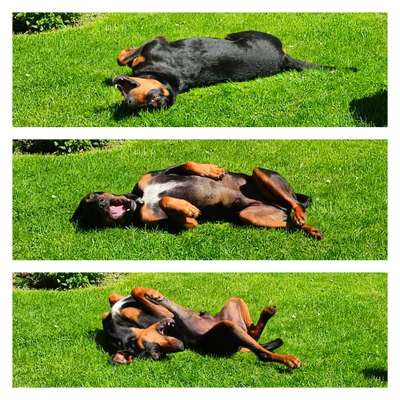 TierschutzhundeStammtisch🐕-Beitrag-Bild