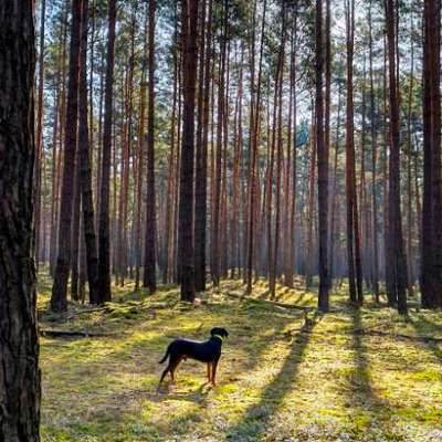 "Wege zur Freundschaft" (Ulli Reichmann)-Beitrag-Bild