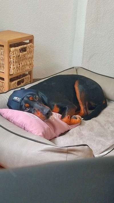 Toolbox zur Unterstützung gestresster Hunde-Beitrag-Bild