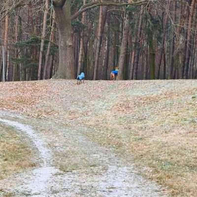 "Wege zur Freundschaft" (Ulli Reichmann)-Beitrag-Bild