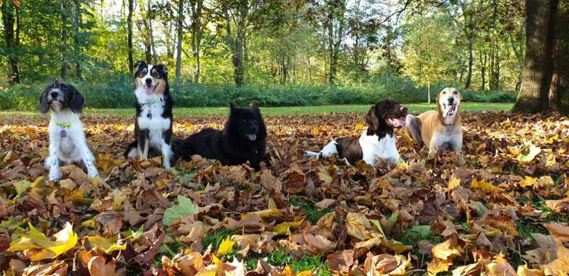 Hundetreffen-Socialwalk am Rhein-Bild