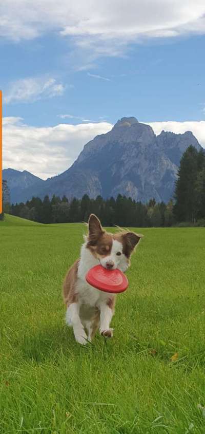 Die Dogorama Kalender Challenge Titelbild-Beitrag-Bild