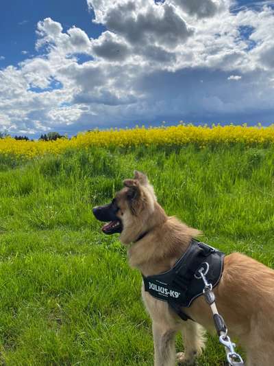 Die Dogorama Monats Challenge "Es grünt und blüht"-Beitrag-Bild