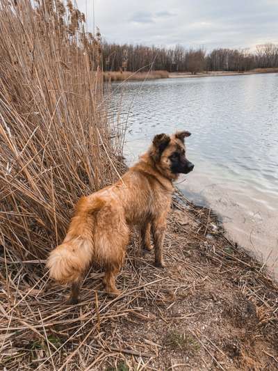 Dogorama-Monats-Challenge-Mai "Wasser"-Beitrag-Bild