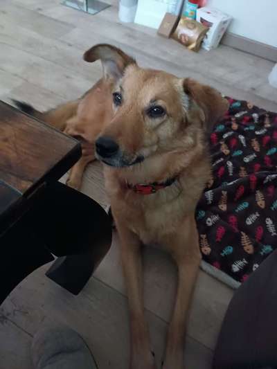 Schäferhund-Beitrag-Bild