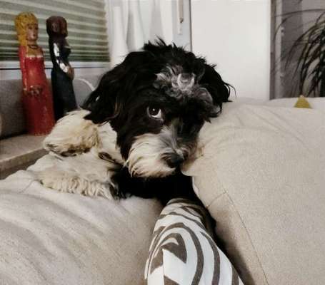 Hundetreffen-Havaneser-Bild