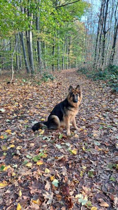 Hundetreffen-Spazieren in Hagen und Umgebung-Bild