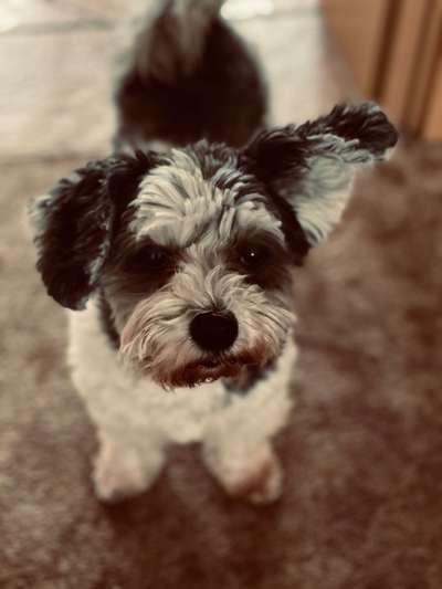 Havaneser dabei?:)-Beitrag-Bild