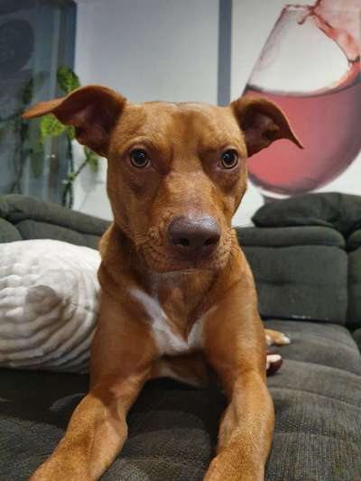 Welche Hunderasse-Beitrag-Bild