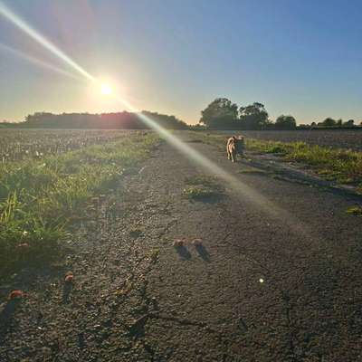 Hundetreffen-Gassirunden oder Spieletreffen gesucht-Bild