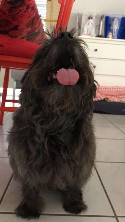 Fotochallenge Nr. 59 - Mein Hund zeigt die Zunge-Beitrag-Bild