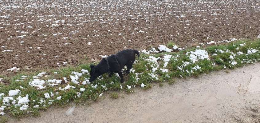 Hundetreffen-Gemütlicher Spaziergang-Bild