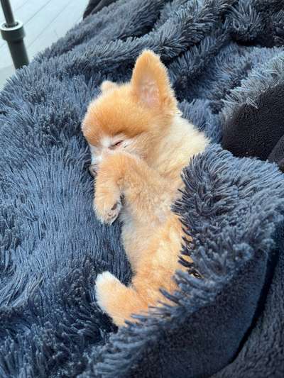 Wenn Hunde altern-Beitrag-Bild