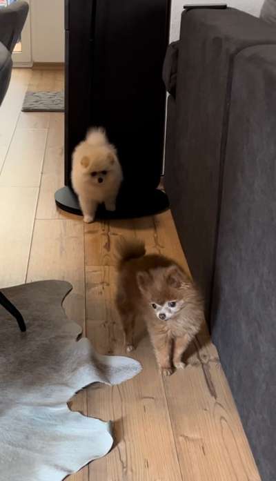 Spitz--Zwergspitz--kleinspitz---mittelspitz----Großspitz--Wolfsspitz-Beitrag-Bild