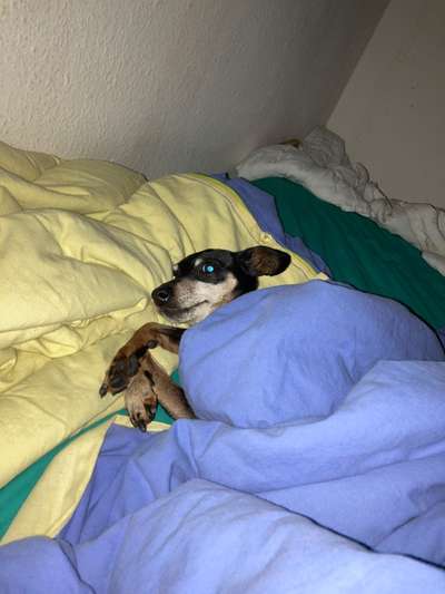 Gemeinsames Kuscheln im Bett!-Beitrag-Bild