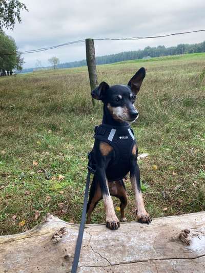 Die Dogorama Kalender Challenge Titelbild-Beitrag-Bild