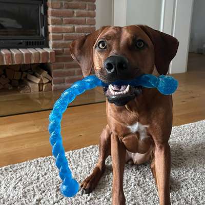 Hundetreffen-Gassipartner mit und ohne Spielen-Bild